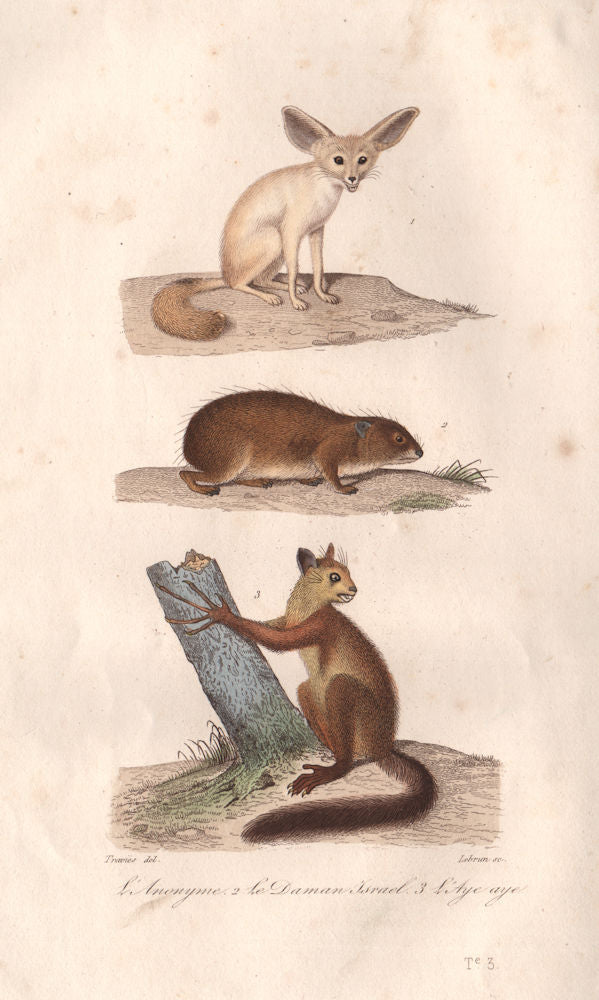 MAMMALS. Anonyme (Fennec Fox); Daman Israel (Guinea Pig); Aye Aye. BUFFON 1837